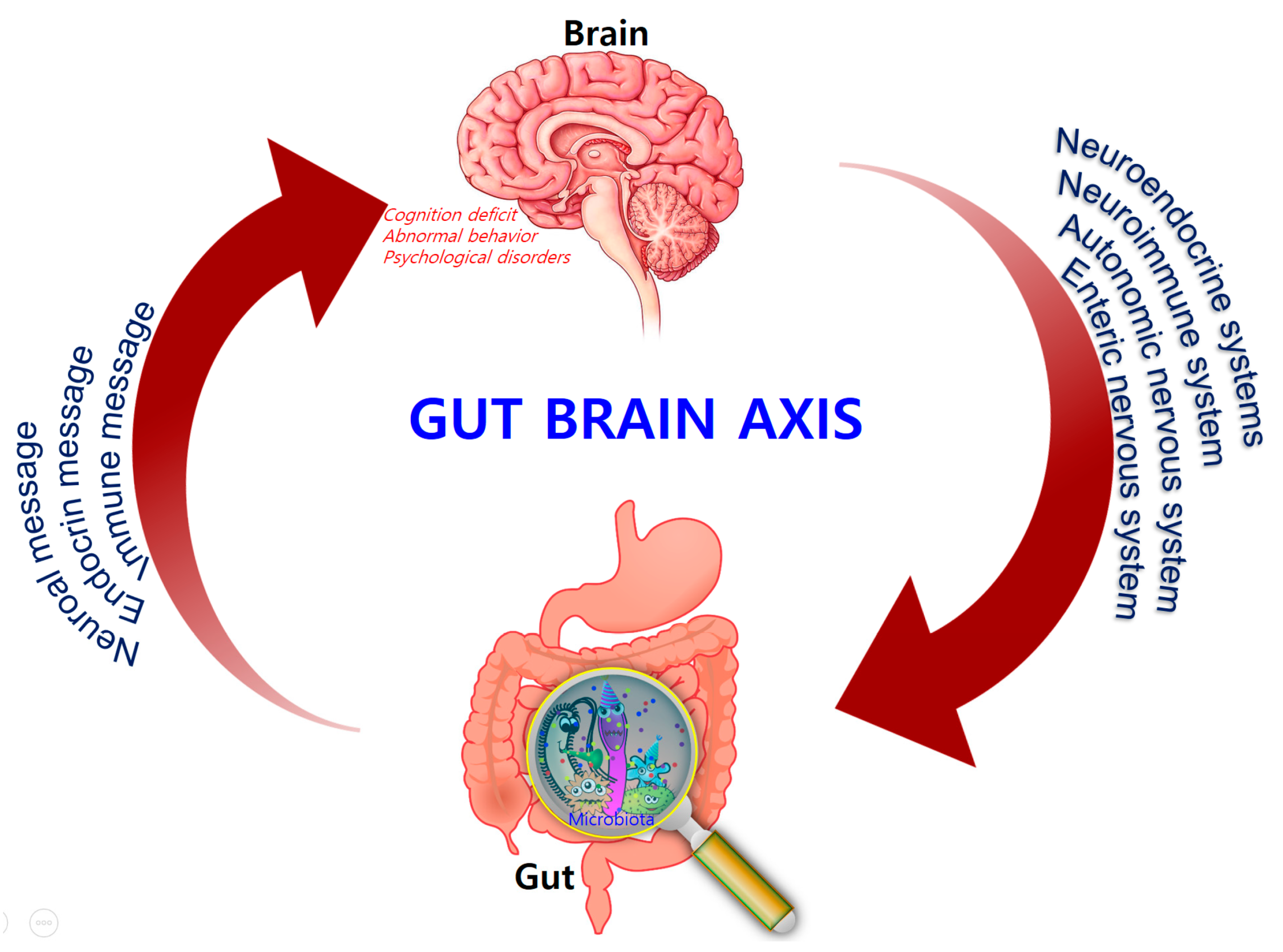 Gut Disorders Linked to Alzheimer's Disease: Why You Should Be Concerned