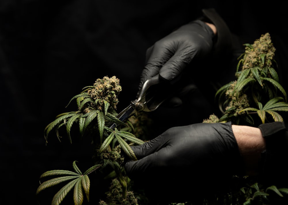 person in black leather gloves holding green plant cbd