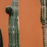 revive dying cactus