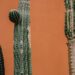 Revive Dying Cactus With These Helpful Tips!