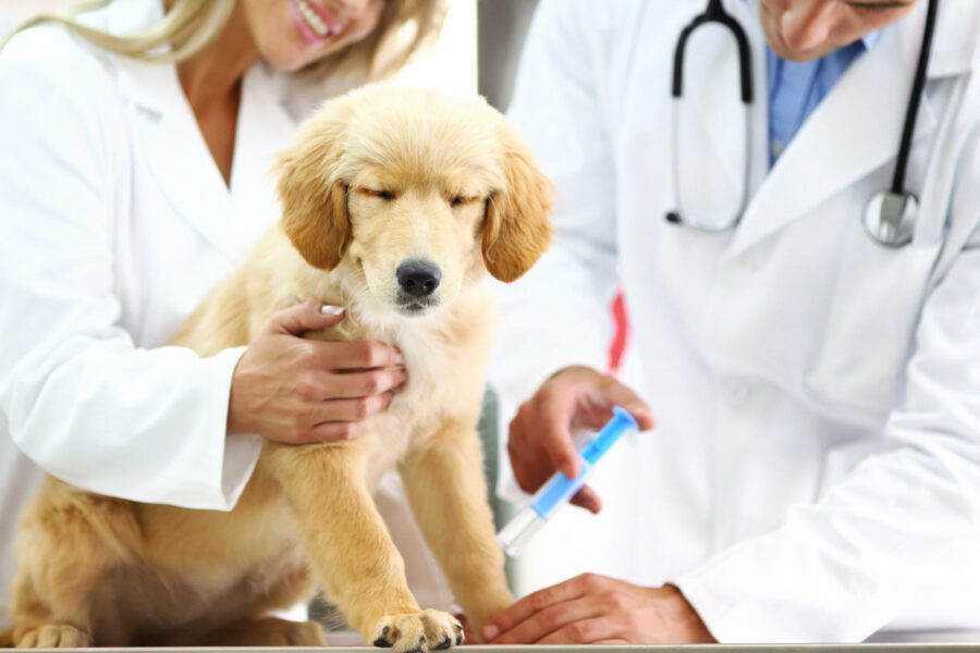 canine leptospirosis treatment
