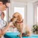Canine Leptospirosis: Dog Owners Must Read This!
