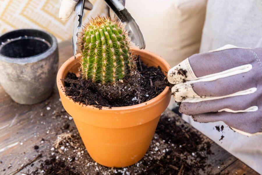 prepare transplanting cactus outdoors