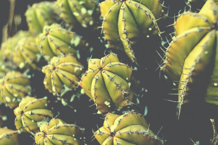 transplanted cacti