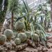 Transplanting Cactus Outdoors: It Will Be Easier!