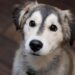Golden Retriever Mixed with Husky – Goberians: Everything You Need to Know Before Adopting One