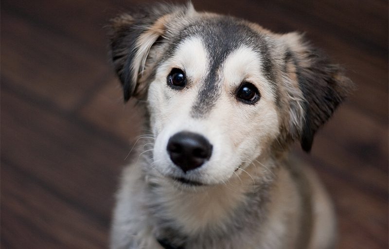 Golden Retriever Mixed with Husky - Goberians: Everything You Need to Know Before Adopting One
