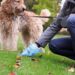 When Your Dog Poops Blood: What You Need to Know