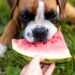Can Dogs Eat Watermelon? A Comprehensive Guide to Feeding Your Furry Friend