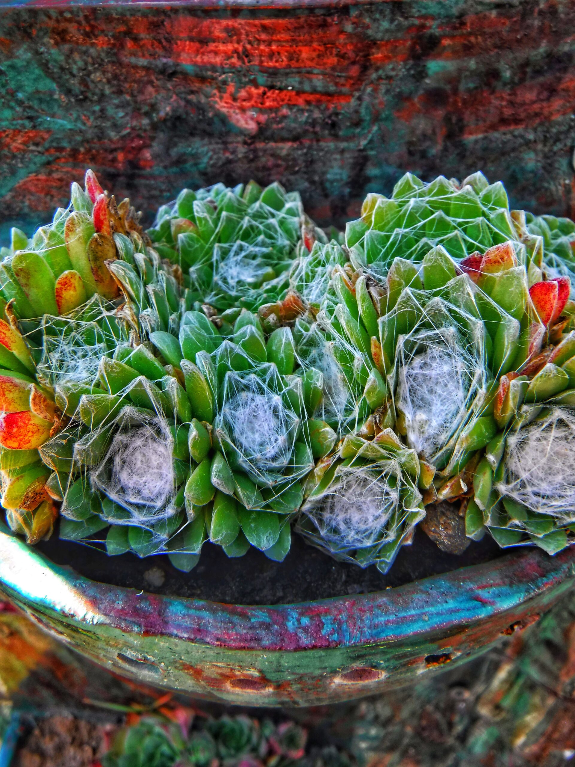 Seeking Out Succulents: The Rarity of Cacti