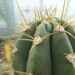Cactus Care 101: How to Grow a Cactus in a Pot