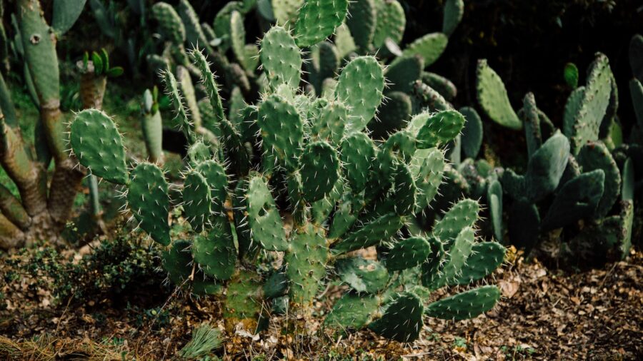 Cacti Cultivation 101: A Beginner’s Guide