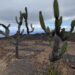 Cacti: Growing New Life From the Seeds