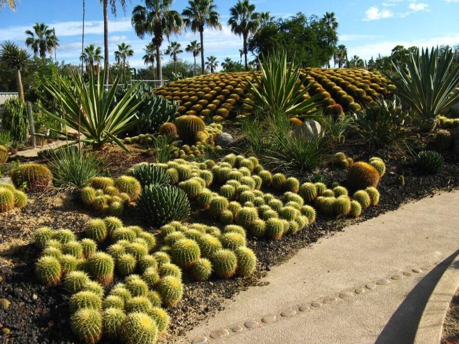 Cacti and Other Plants: Differences Revealed
