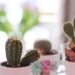 Cacti and Succulents: A Thorny Unilateral Bond Detailed