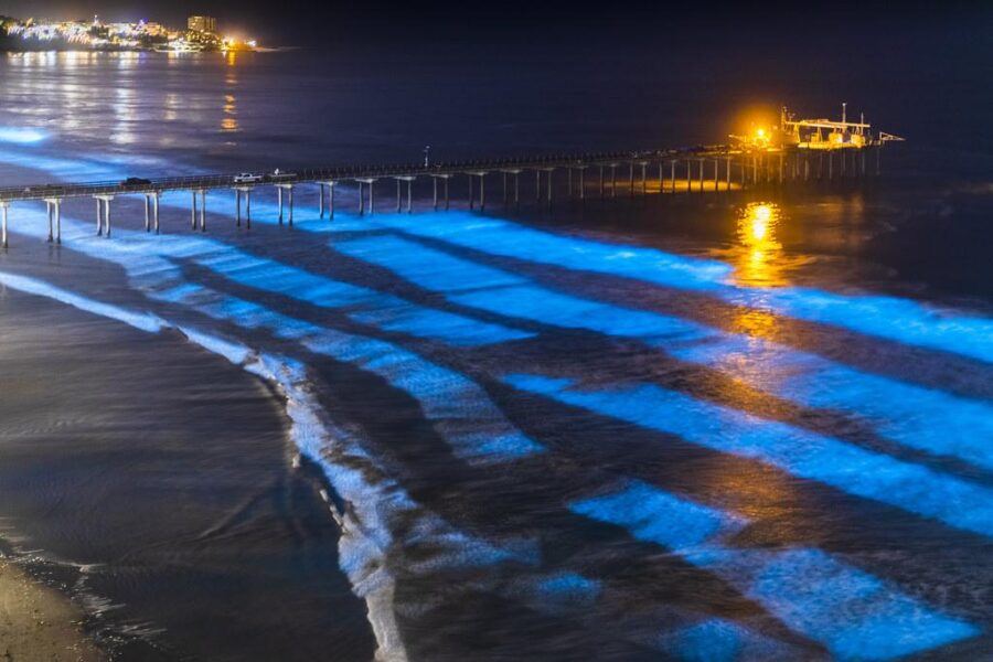 Bioluminescence: The Mesmerising Glow-in-the-Dark Miracle of Nature